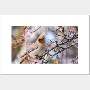 Bohemian Waxwing Posters and Art